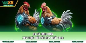 Đá gà bình luận