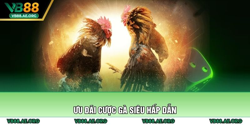 Ưu đãi cược gà siêu hấp dẫn